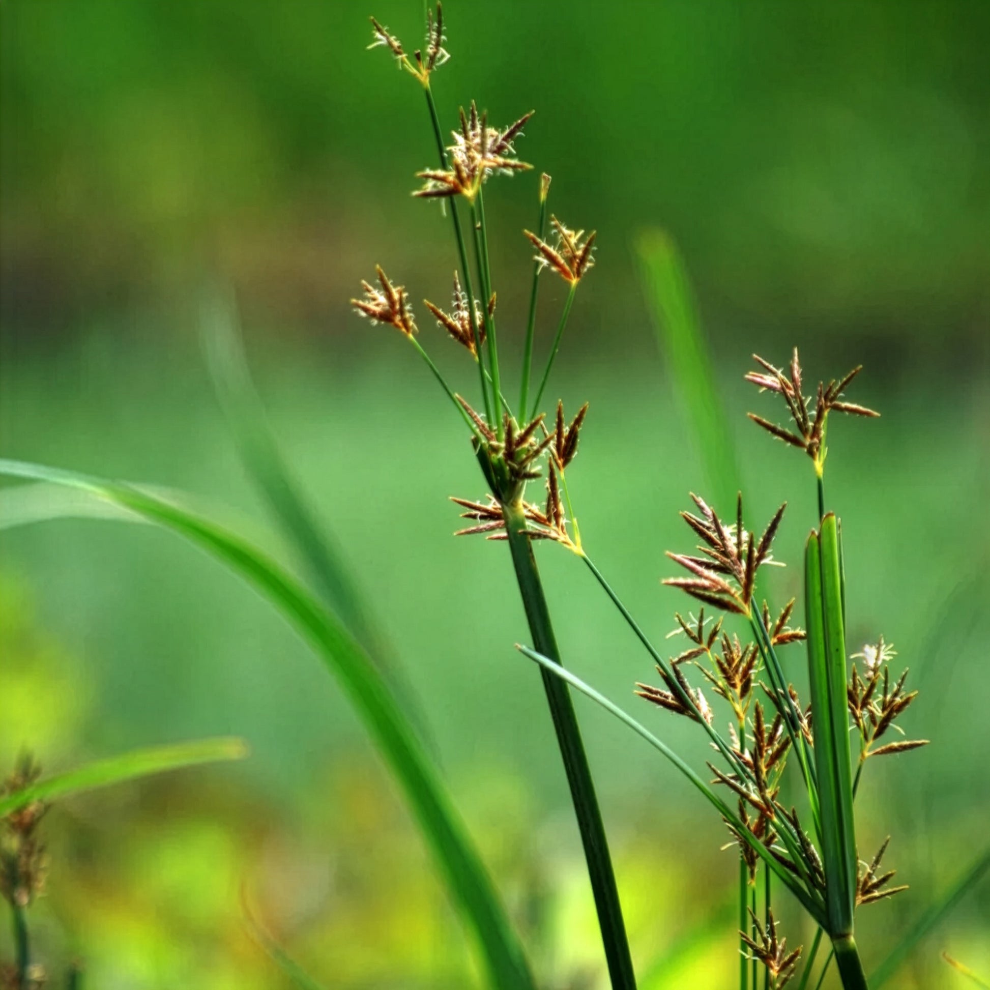 Verkoop Cypergras - Cyperus longus