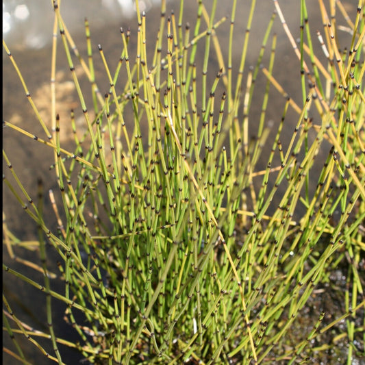 Holpijp - Equisetum scirpoides - Tuinplanten