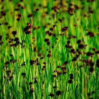 Dwergrus - Juncus ensifolius - Bakker