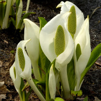 Lysichiton camtschatcensis - Witte aronskelk - Oeverplanten