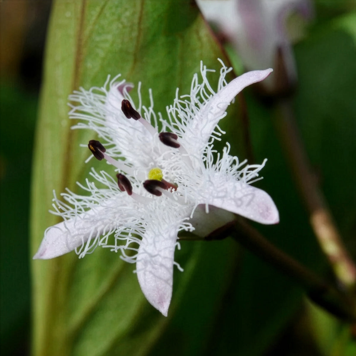 Menyanthes trifoliata - Waterdrieblad - Waterplanten voor vijvers