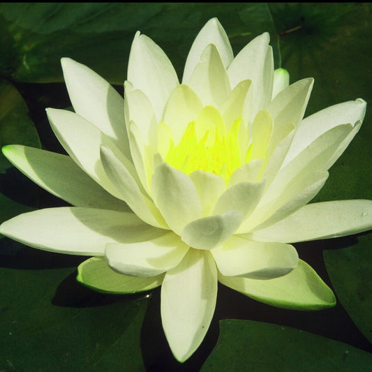 Waterlelie 'Gladstoniana' - Bakker