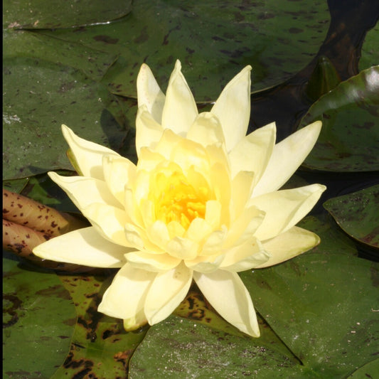 Waterlelie 'Joey Tomocick' - Bakker