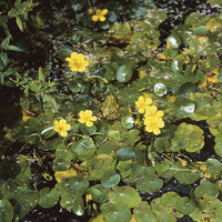 Verkoop Paardenbloem Faux waterlelie