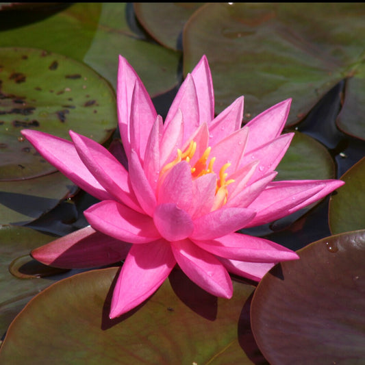 Waterlelie 'Rose Arey' - Bakker