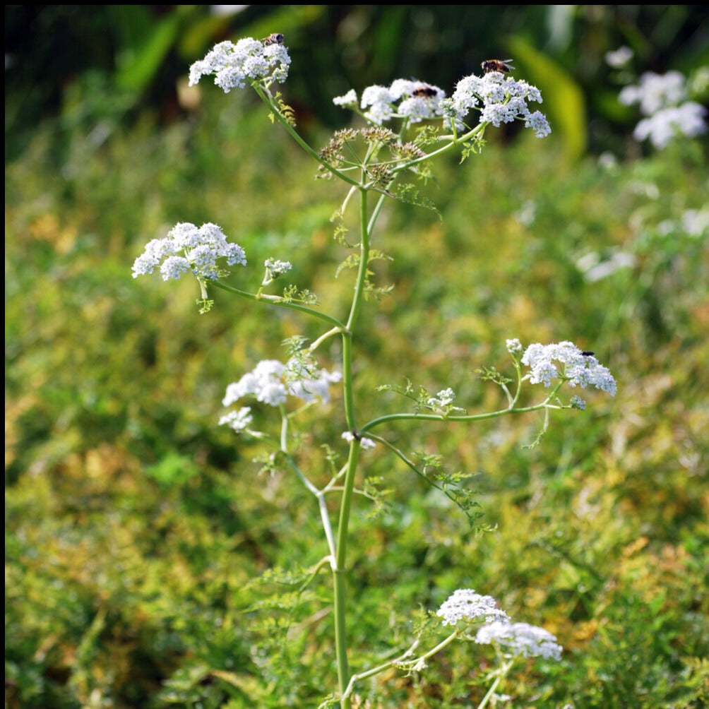 Watertorkruid - Oenanthe aquatica - Vijverplanten