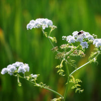 Oenanthe aquatica - Watertorkruid - Oenanthe