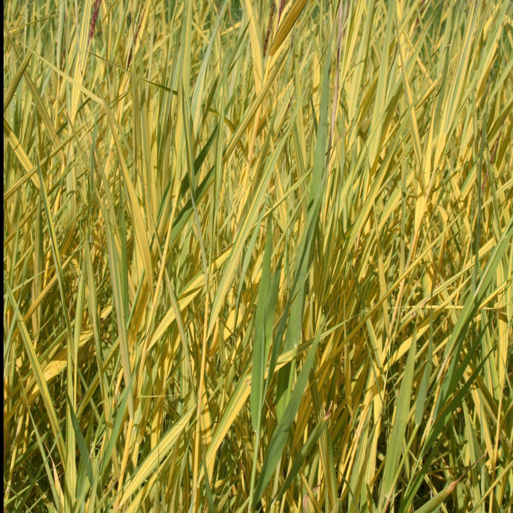 Rietgras Variegatus - Phragmites australis variegatus - Tuinplanten