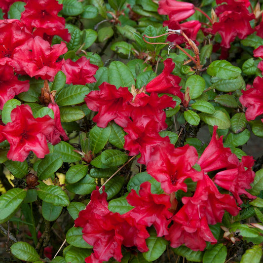 Rhododendron 'Scarlet Wonder'