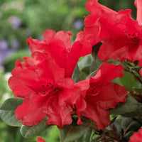 Rhododendron 'Scarlet Wonder' - Rhododendron Scarlet Wonder - Bakker