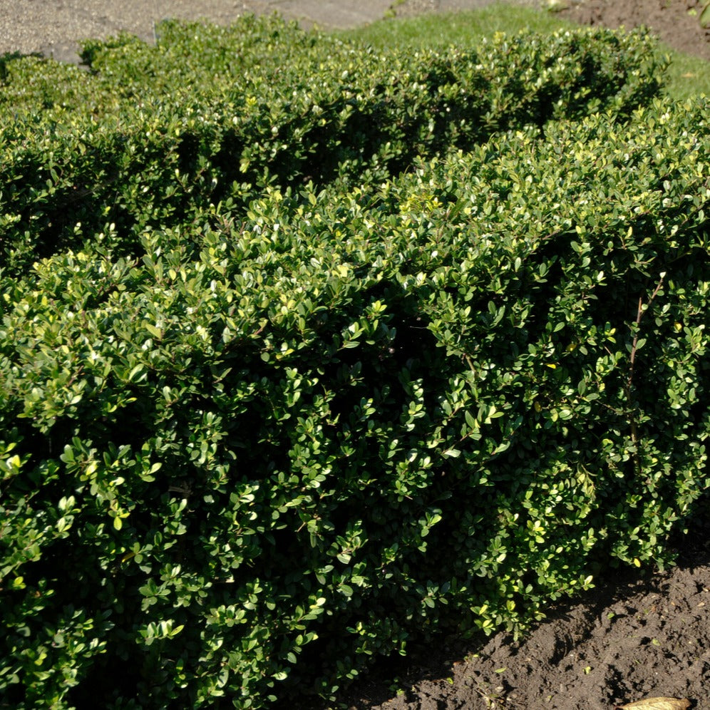 Japanse hulst - Ilex crenata dark green - Hagen