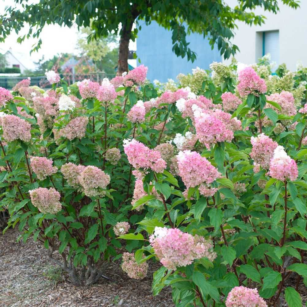 Pluimhortensia Sundae Fraise® 'Rensum' - Bakker