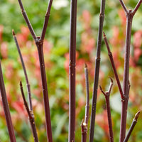 Witte kornoelje 'Kesselringii' - Cornus alba kesselringii - Bakker