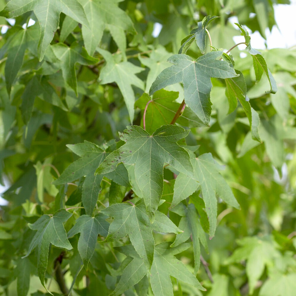 Amberboom Woodland Honeysuckle Serotina - Liquidambar - Amberboom - Bakker