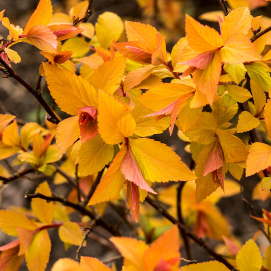 Spierstruik 'Firelight'