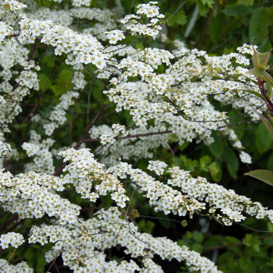 Spierstruik arguta - Bakker