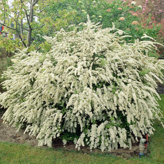 Spierstruik - Bakker