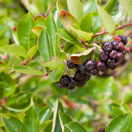 Zwarte appelbes