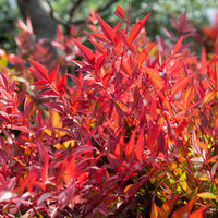 Hemelse bamboe 'Gulf Stream' - Nandina domestica Gulf Stream - Bakker