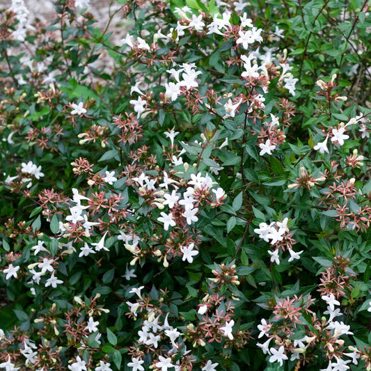 Abelia Sherwood