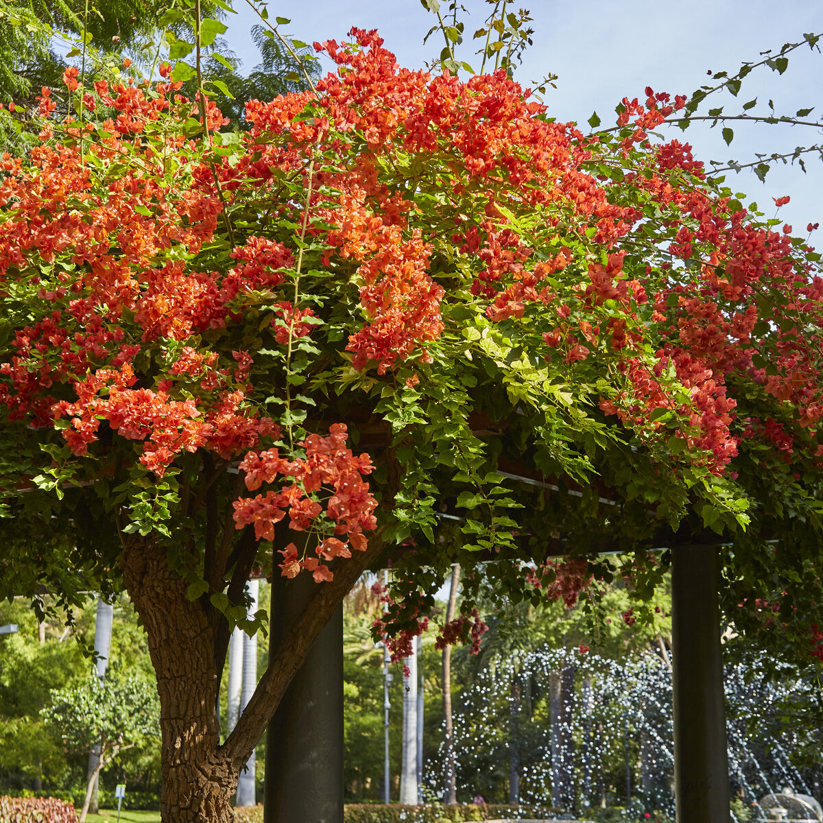 Bougainville - oranje - Bakker