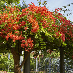 Bougainville - oranje - Bakker