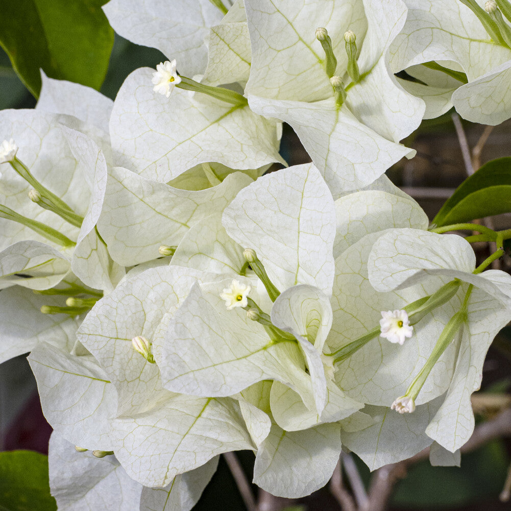 Verkoop Bougainville 'White Cascade' - Bougainvillea white
