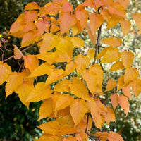 Slangehuid Esdoorn - Acer davidii - Tuinplanten