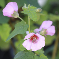 Anisodontea capensis - Kaapse Malva - Balkon- en terrasplanten