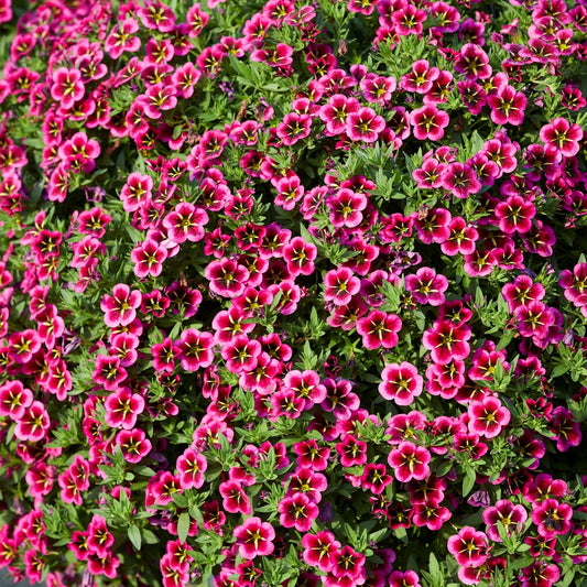 Petunia 'Good Night Kiss' (x3)