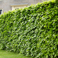 Verkoop Beukenhaag - Fagus sylvatica