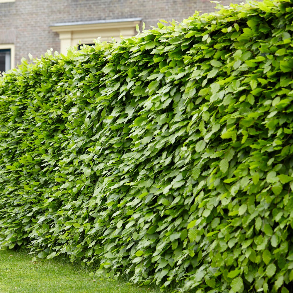 Beukenhaag - Fagus sylvatica - Heesters en vaste planten