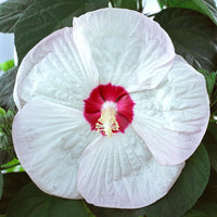 Altheastruik 'Luna White' - Hibiscus moscheutos luna white - Bakker