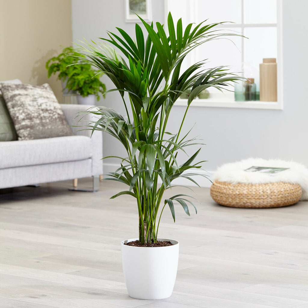 Kamerplanten voor binnen | Online kopen op Bakker.com