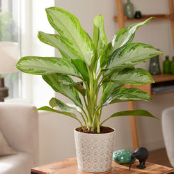 Chinese evergreen 'Silver Bay' - Aglaonema silver bay - Kamerplanten