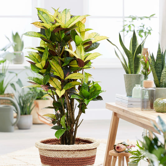 Croton 'Mrs. Iceton' - Bakker