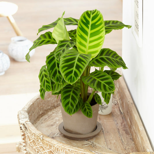 Zebraplant 'Zebrina' - Calathea zebrina - Calathea