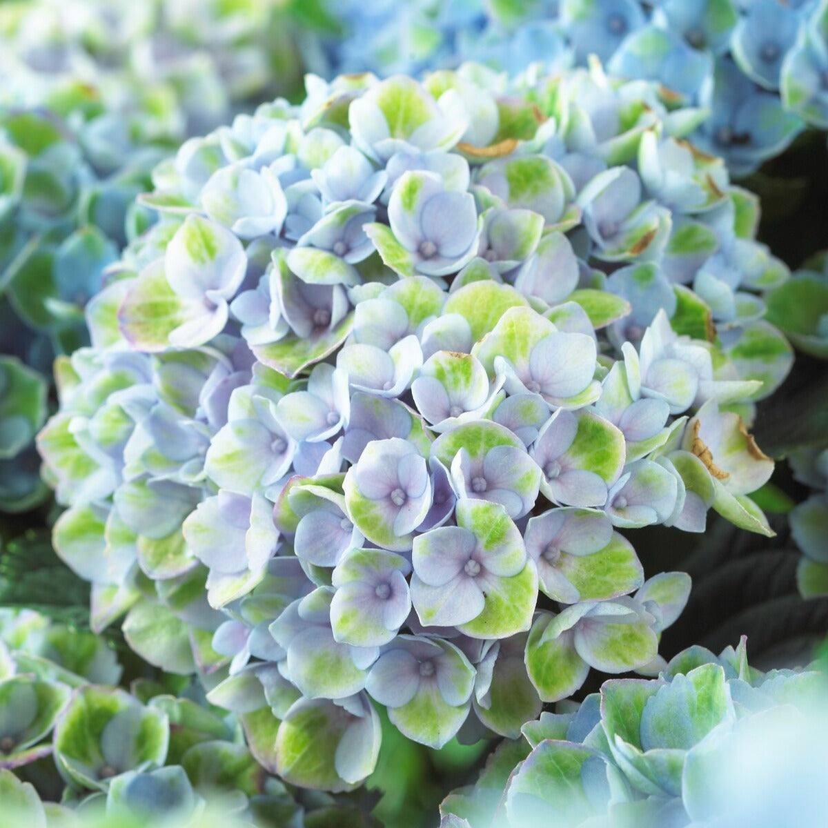 Boerenhortensia 'Revolution Blue' - Hydrangea macrophylla Revolution Blue - Bakker