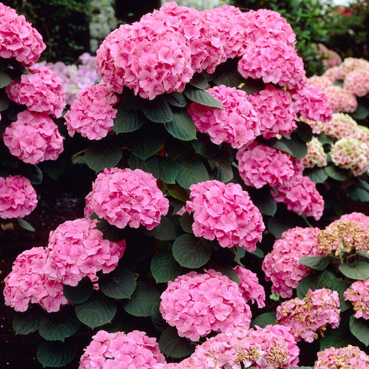 Boerenhortensia 'Rosita' - Bakker