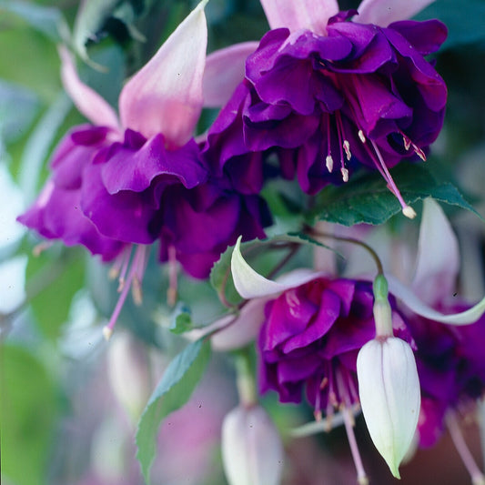 Hangende Fuchsia 'Royal Mosaic' (x3) - Bakker