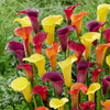 Aronskelk - Mix geel + rood + roze (x3) - Bakker