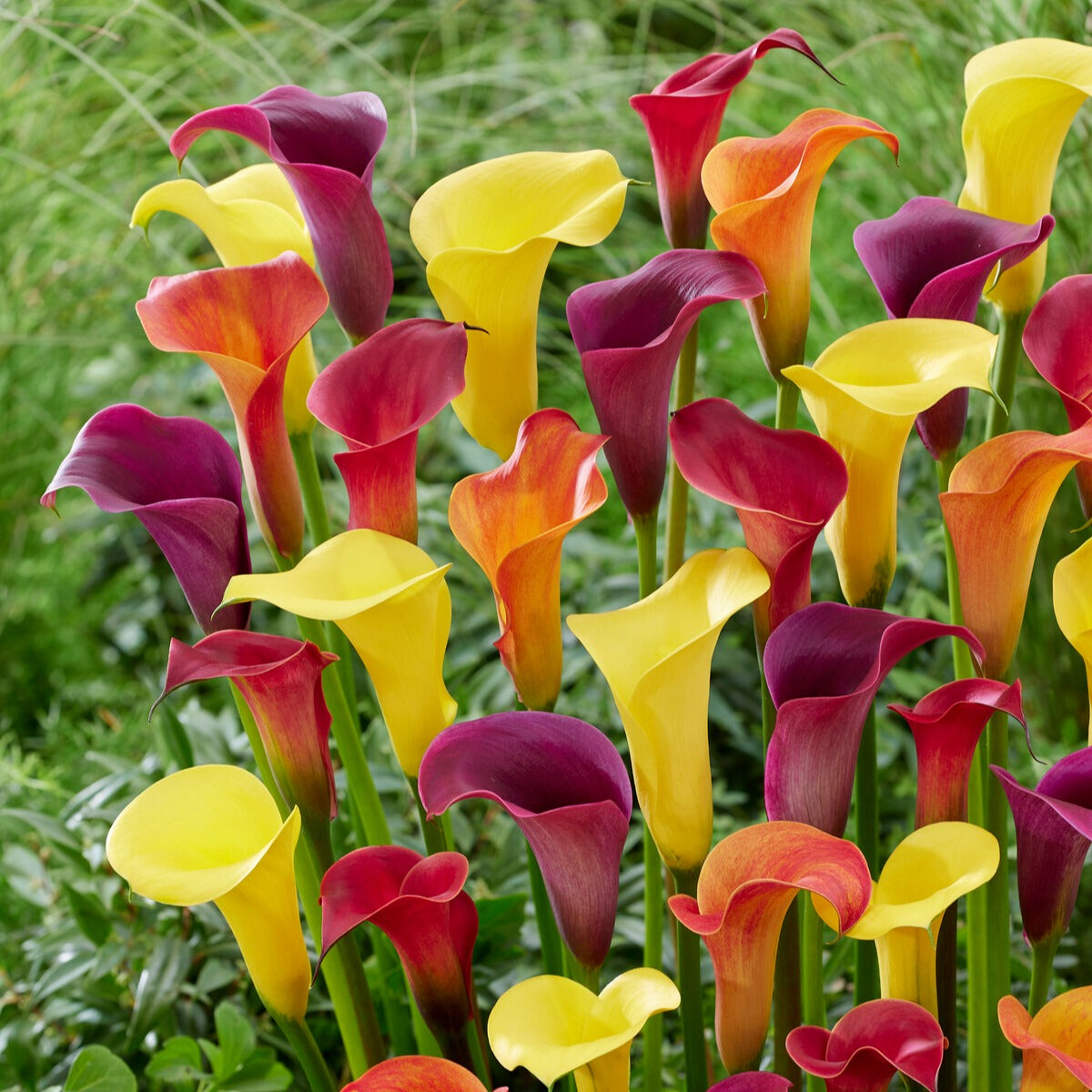 Aronskelk - Mix geel + rood + roze (x3) - Bakker