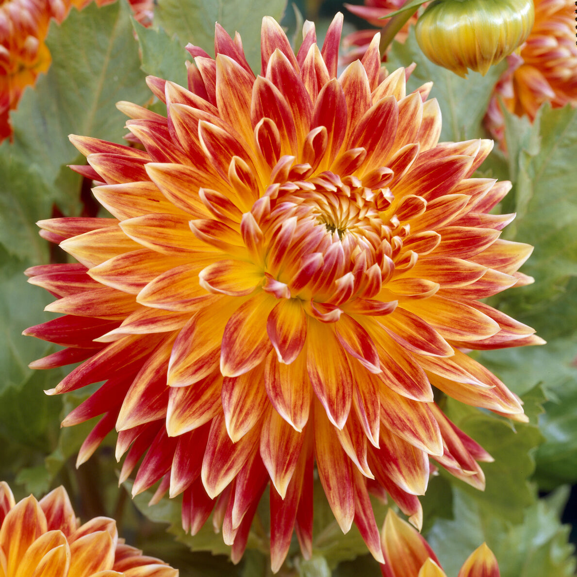 Dahlia akita - Dahlia Akita - Dahlia 