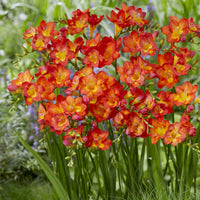 Enkele Rode Freesia - Freesia 'red' - Bakker