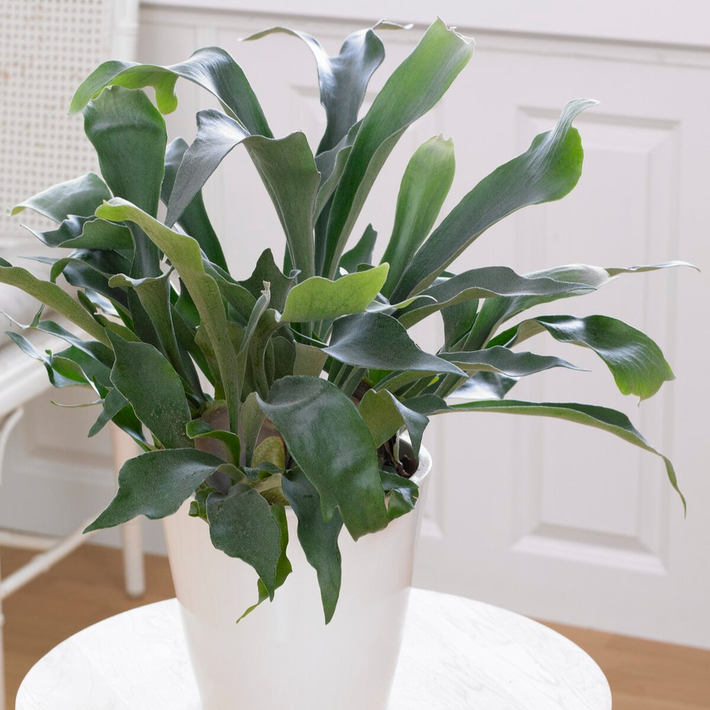 elephant ears plant alocasia Upright Elephant Ears, Alocasia odora main image 0