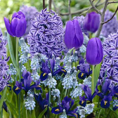 Bloembollen Blauwe Rand mix (x35) - Bakker