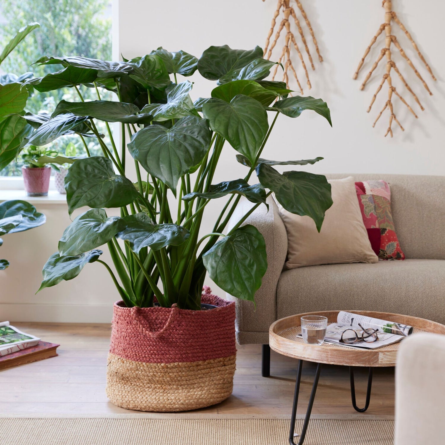 Alocasia - Olifantsoor