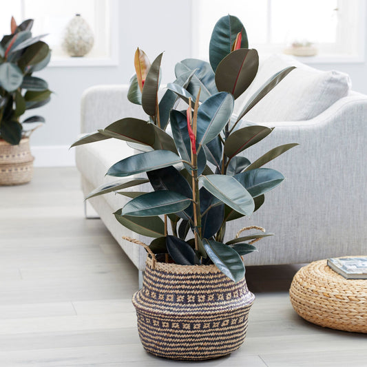 Abidjan Rubber - Bakker