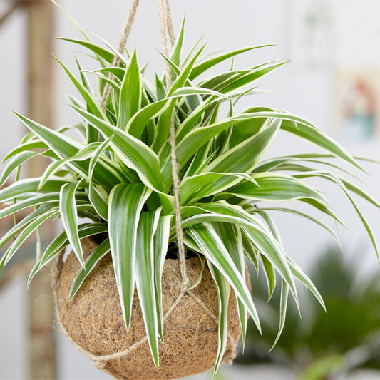 Zebraplant Ocean - Chlorophytum comosum Ocean - Kamerplanten