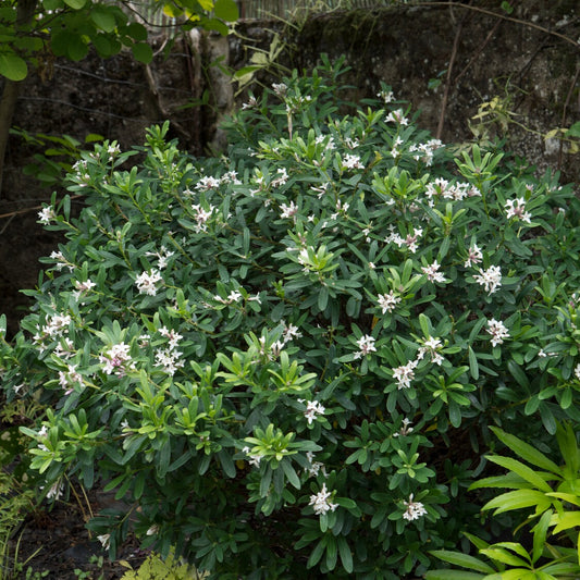 Daphne transatlantica Eeuwige Geur Blafra - Bakker